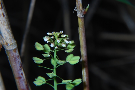 Microthlaspi perfoliatum (=Thlaspi perfoliatum )